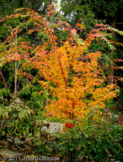 Acer tschonoskii var. rubripes